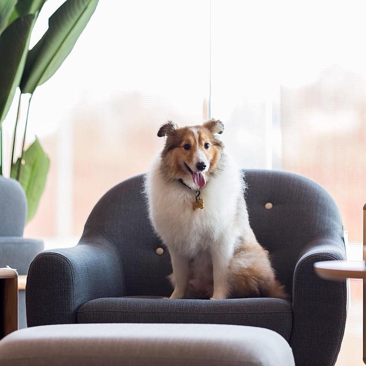 Prince was reported missing on Dec 30 last year, after his owner checked him into Platinium Dogs Club on Dec 16.