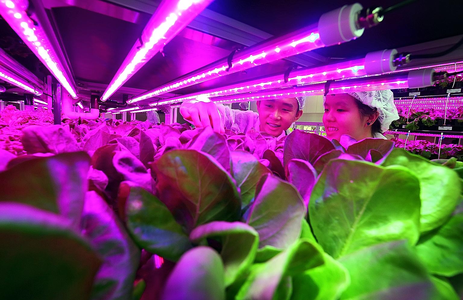 Republic Polytechnic second-year biotechnology students Lim Wei Han (left), 20, and Jocelyn Tew Zhi Ning, 19, inspecting plant growth in the hydroponic system at the Agriculture Technology Laboratory.