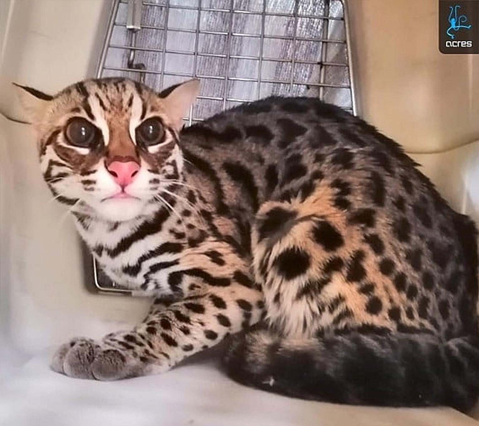 Animal welfare group Acres rescued two Asian leopard cats found abandoned in a carrier at an HDB block in Bukit Batok after receiving a call on Dec 20.