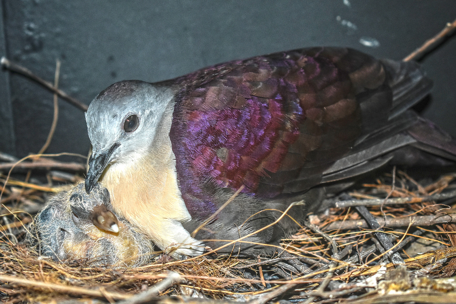 A father Santa Cruz ground dove with its chick at Jurong Bird Park.