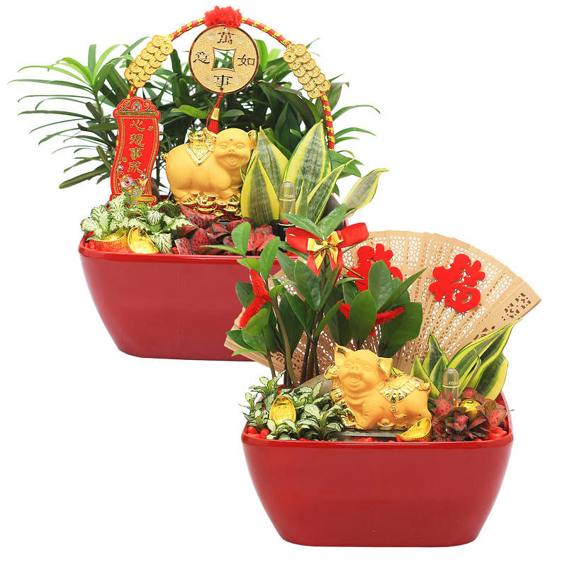 8 festive plants to spruce up your home this Chinese New Year