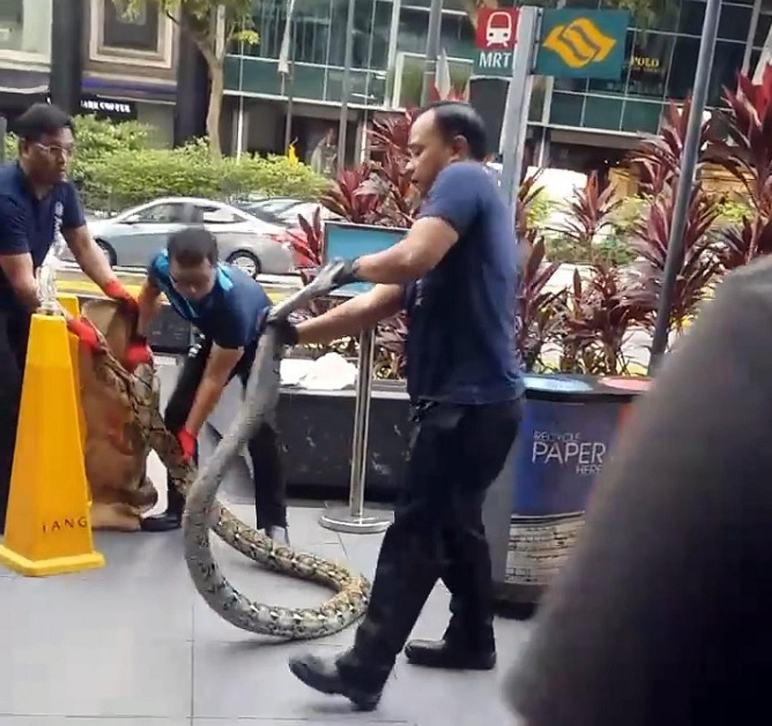 A python that found its way to Orchard Road stunned passers-by as it struggled to free itself from capture yesterday morning. About 3m long, the snake was spotted outside Tang Plaza. The Agri-Food and Veterinary Authority said the snake was removed a