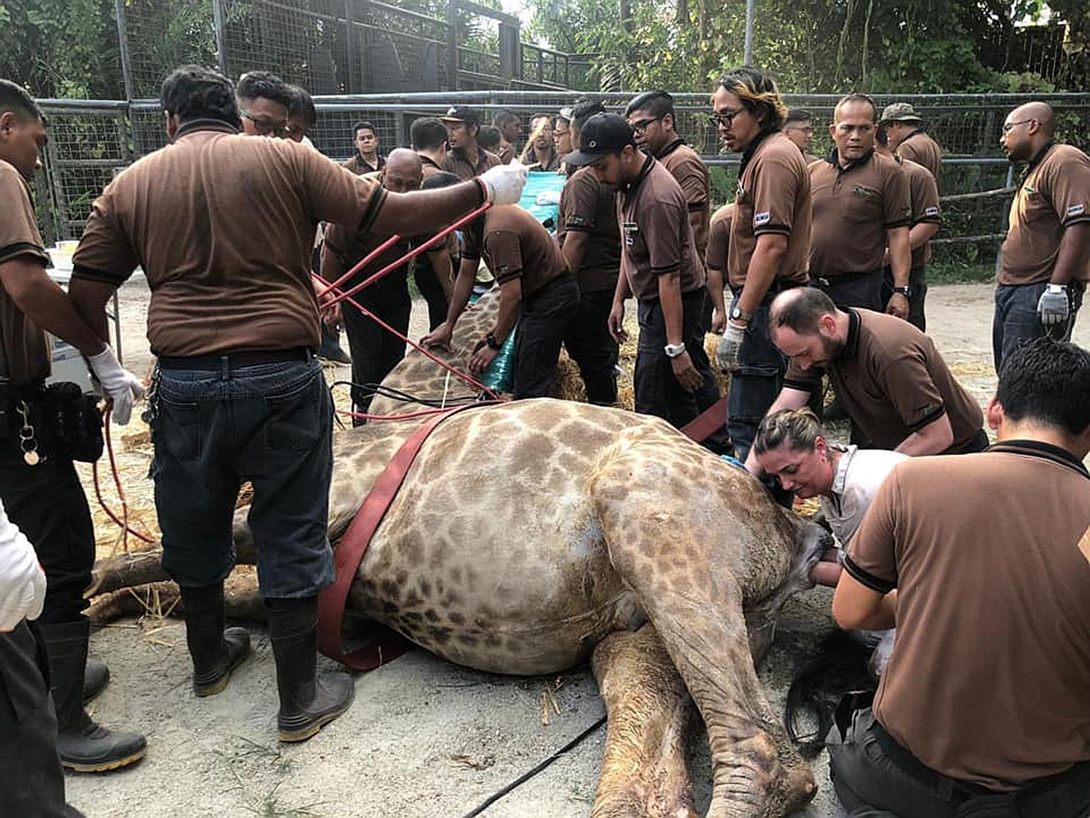 Lucy the giraffe went into cardiac arrest during the process of extracting the foetus from her after she had been in labour for more than 48 hours and was unable to deliver.