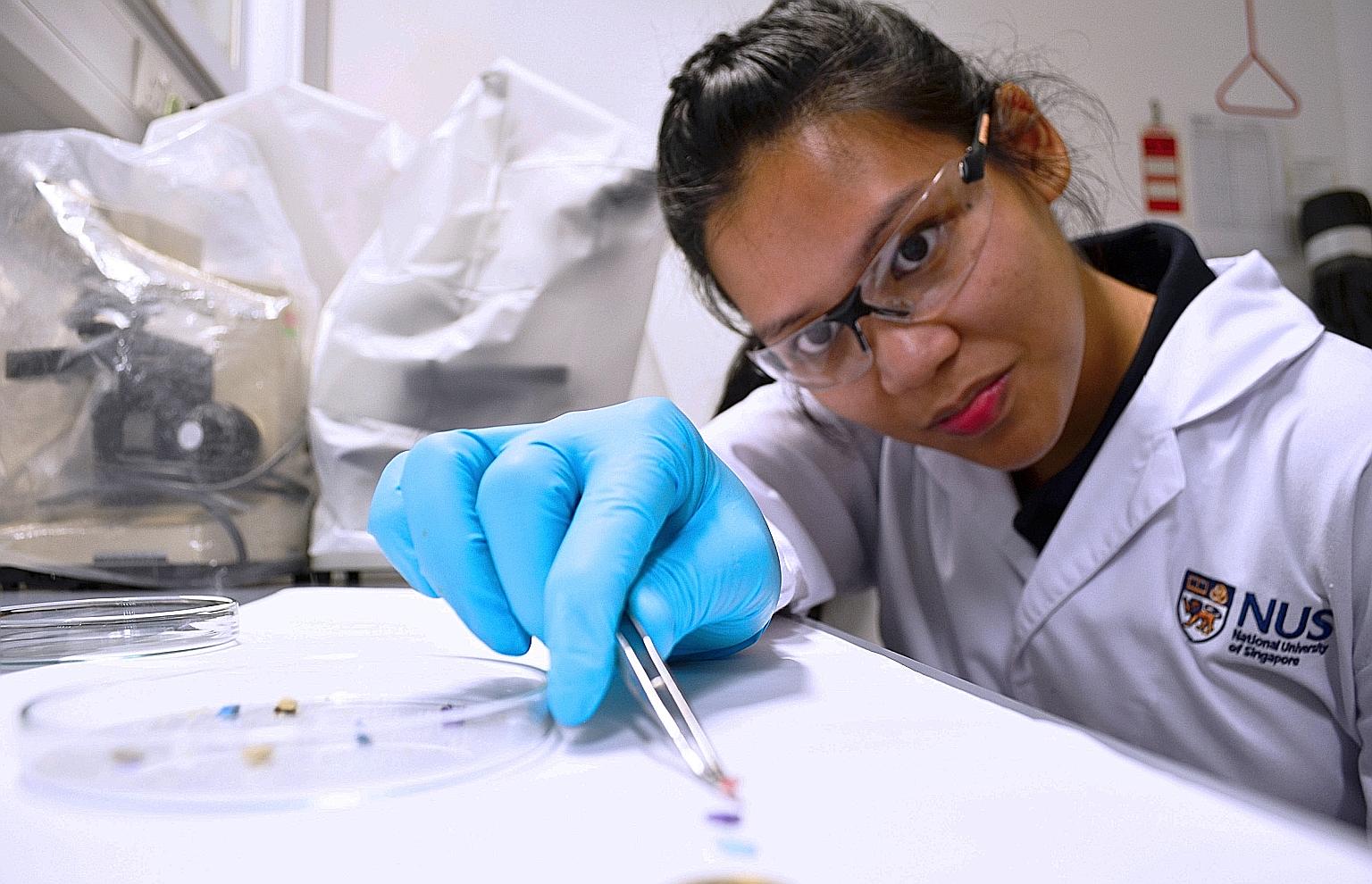 PhD student Emily Curren examining microplastic samples collected from coastal areas of Singapore. The plastic items, smaller than 5mm each, form a habitable surface for marine bacteria to colonise.