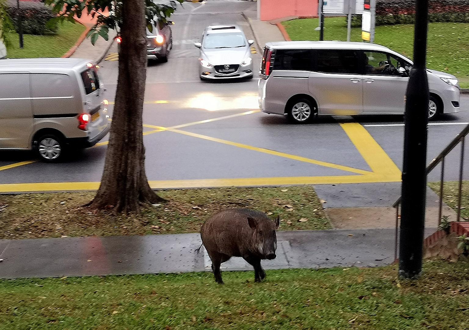 A wild boar seen near Block 544 Choa Chu Kang Street 52 yesterday. The Animal Concerns Research and Education Society said food left out in the open by people was a key reason for repeated sightings.