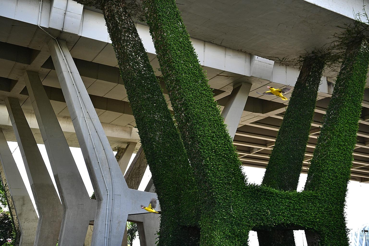 Endah (at right), the six-year-old granddaughter of the Singapore Zoo's legendary Ah Meng, stretching herself in the sun next to Joko (far left), also six, at the free-ranging enclosure for orang utans on Dec 26. Both orang utans were born at the zoo