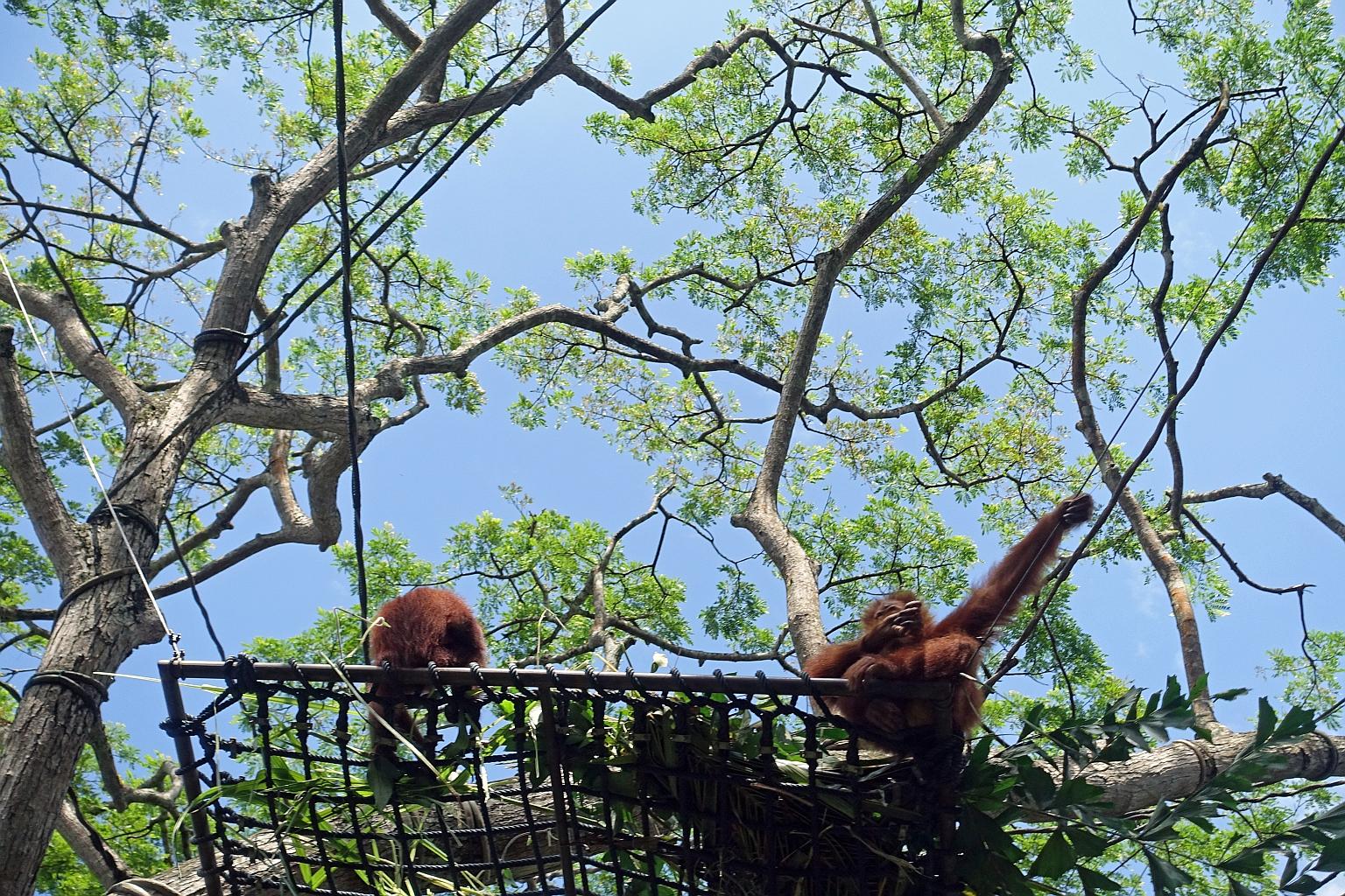 Endah (at right), the six-year-old granddaughter of the Singapore Zoo's legendary Ah Meng, stretching herself in the sun next to Joko (far left), also six, at the free-ranging enclosure for orang utans on Dec 26. Both orang utans were born at the zoo
