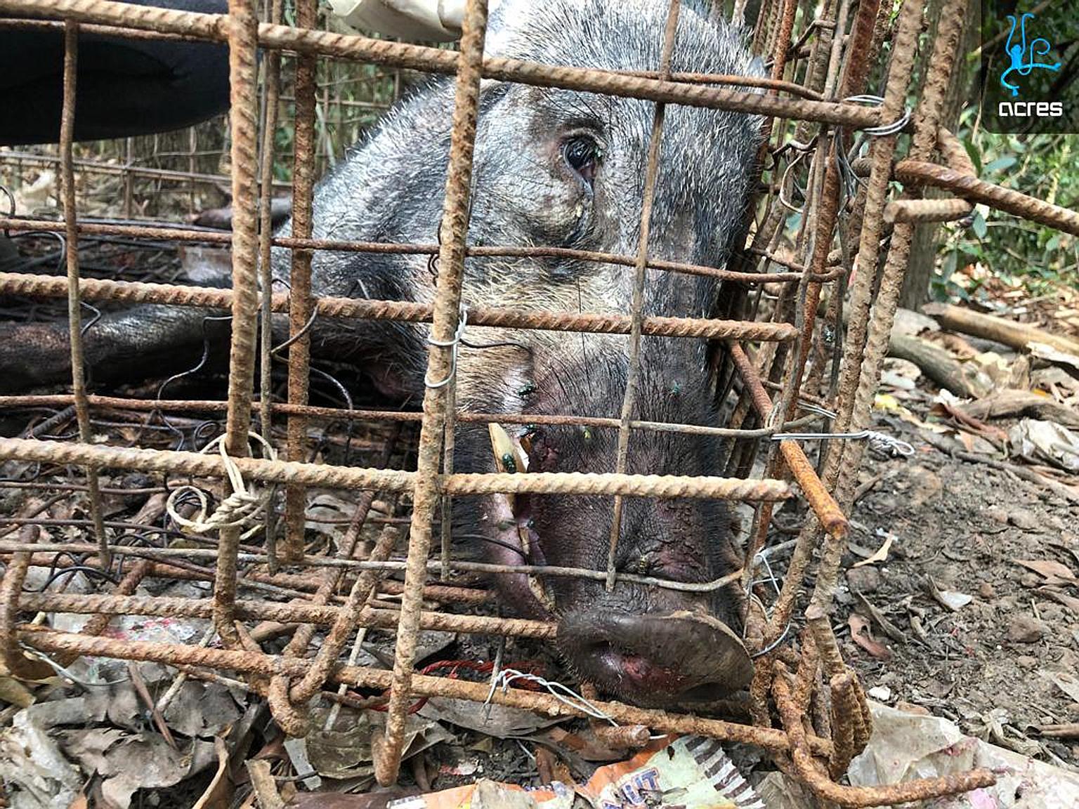 An Acres veterinarian assessed the condition of the boar and noted that it had died from the stress of being trapped in a tight space.