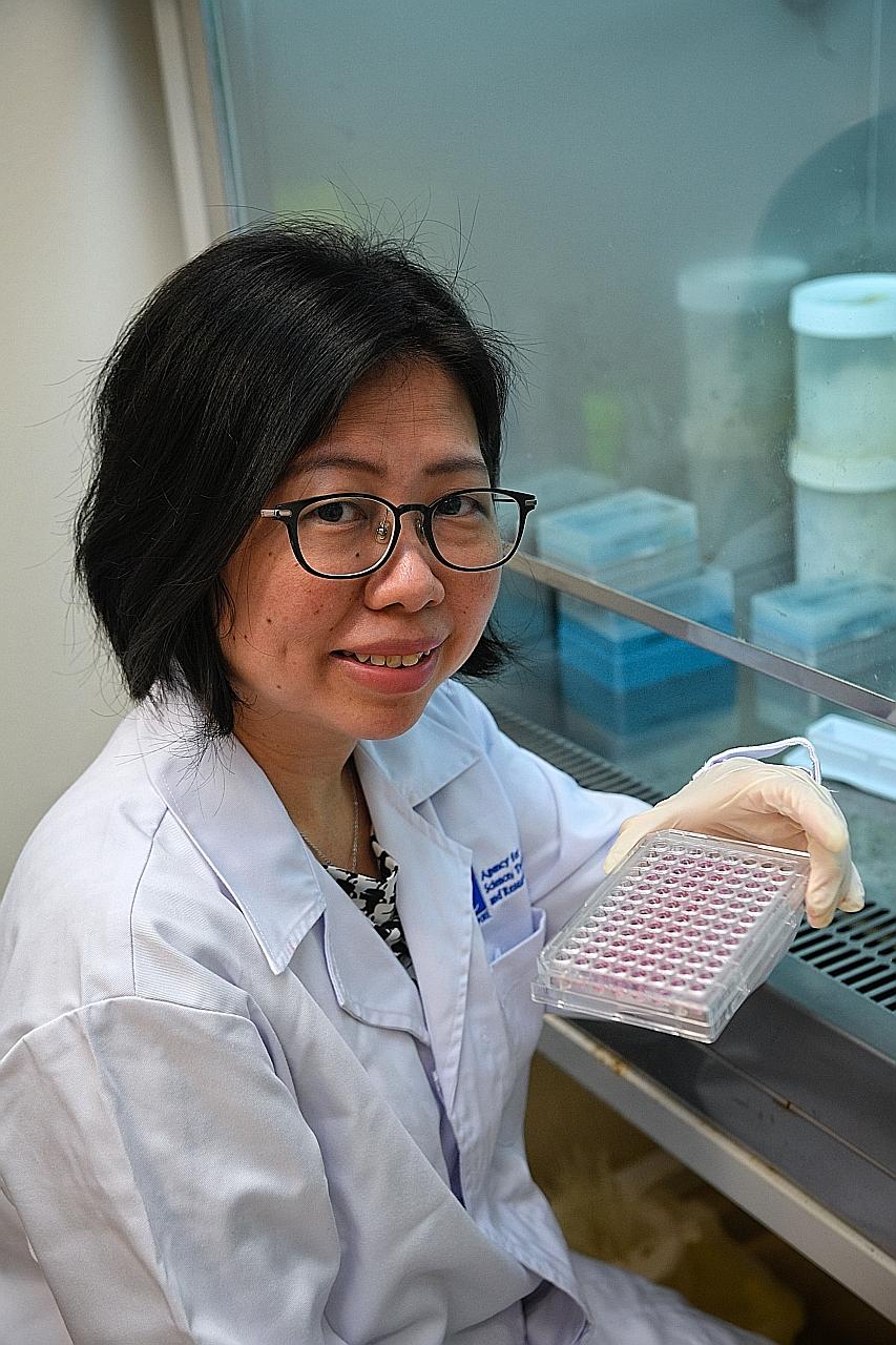 Dr Cheok Chit Fang, principal investigator at A*Star's Institute of Molecular and Cell Biology, was the study's lead researcher. Her team will carry out pre-clinical studies and clinical trials to confirm that Niclosamide is effective and also has fe