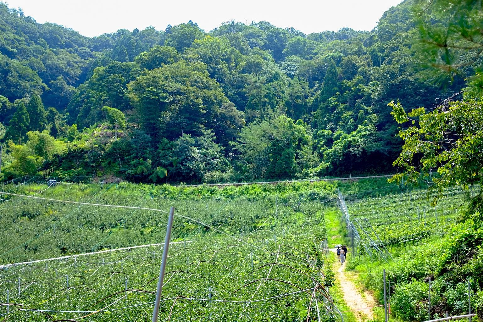 Left: When you are in Tottori prefecture, you can go pear-picking at a pear farm, which is surrounded by natural greenery. Right: It is a long and steep climb to get to Mitokusan Sanbutsuji Temple, designated a national architectural treasure, as it 