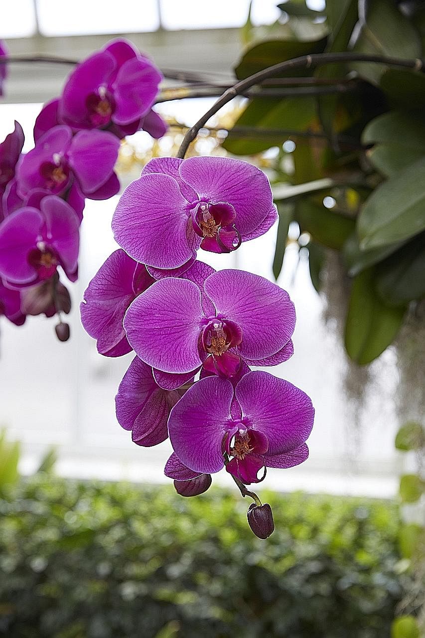 Exhibits at The Orchid Show: Singapore in New York include Phalaenopsis hybrids (above), a promenade of arches decorated with orchids (top) as well as replicas (left) of the Supertrees in Singapore's Gardens by the Bay.