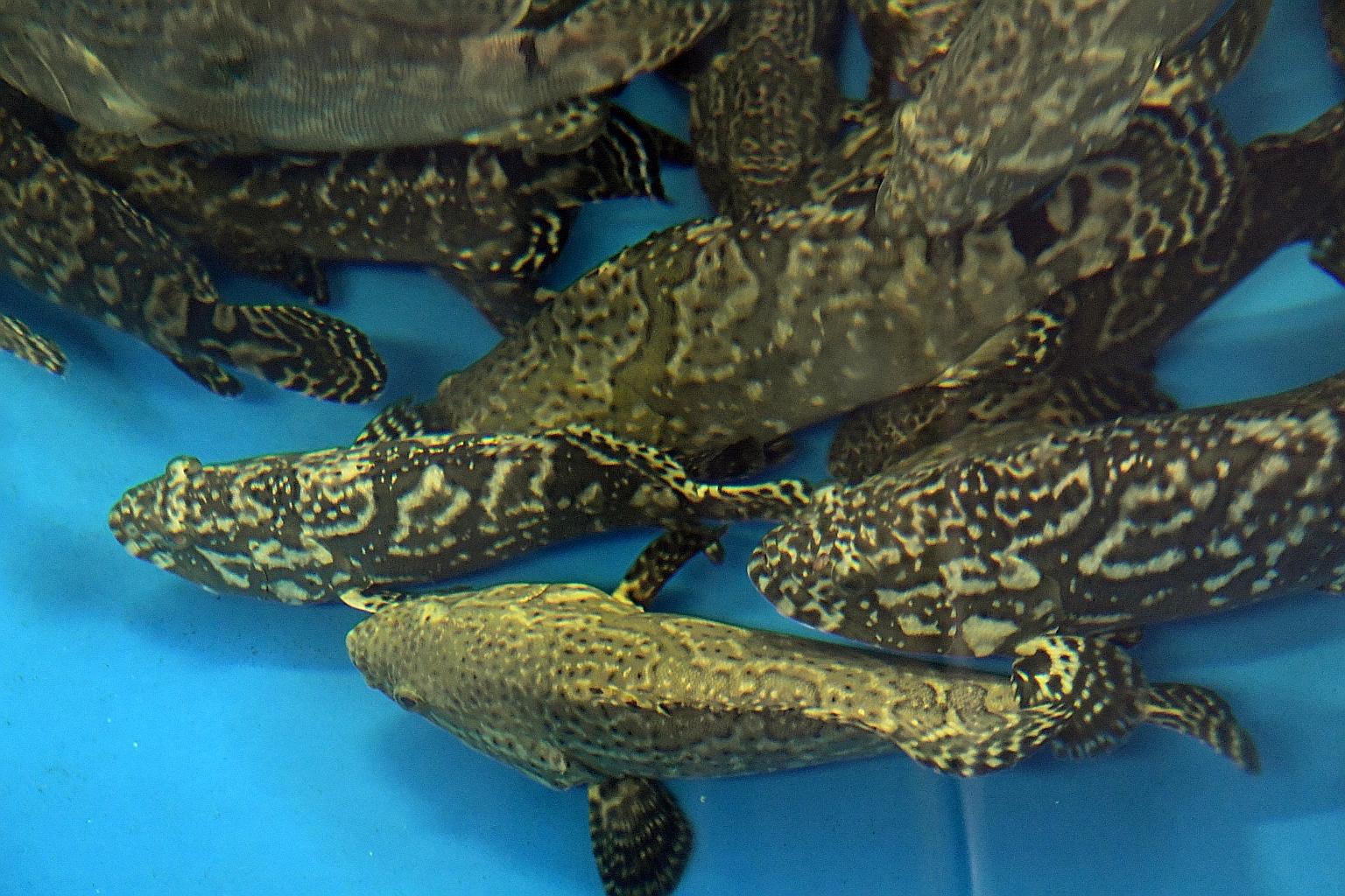 Pearl grouper (above) bred in Temasek Life Sciences Laboratory. "Premium tilapia", which are fast-growing, disease-resistant and rich in Omega-3, are also being bred in TLL.