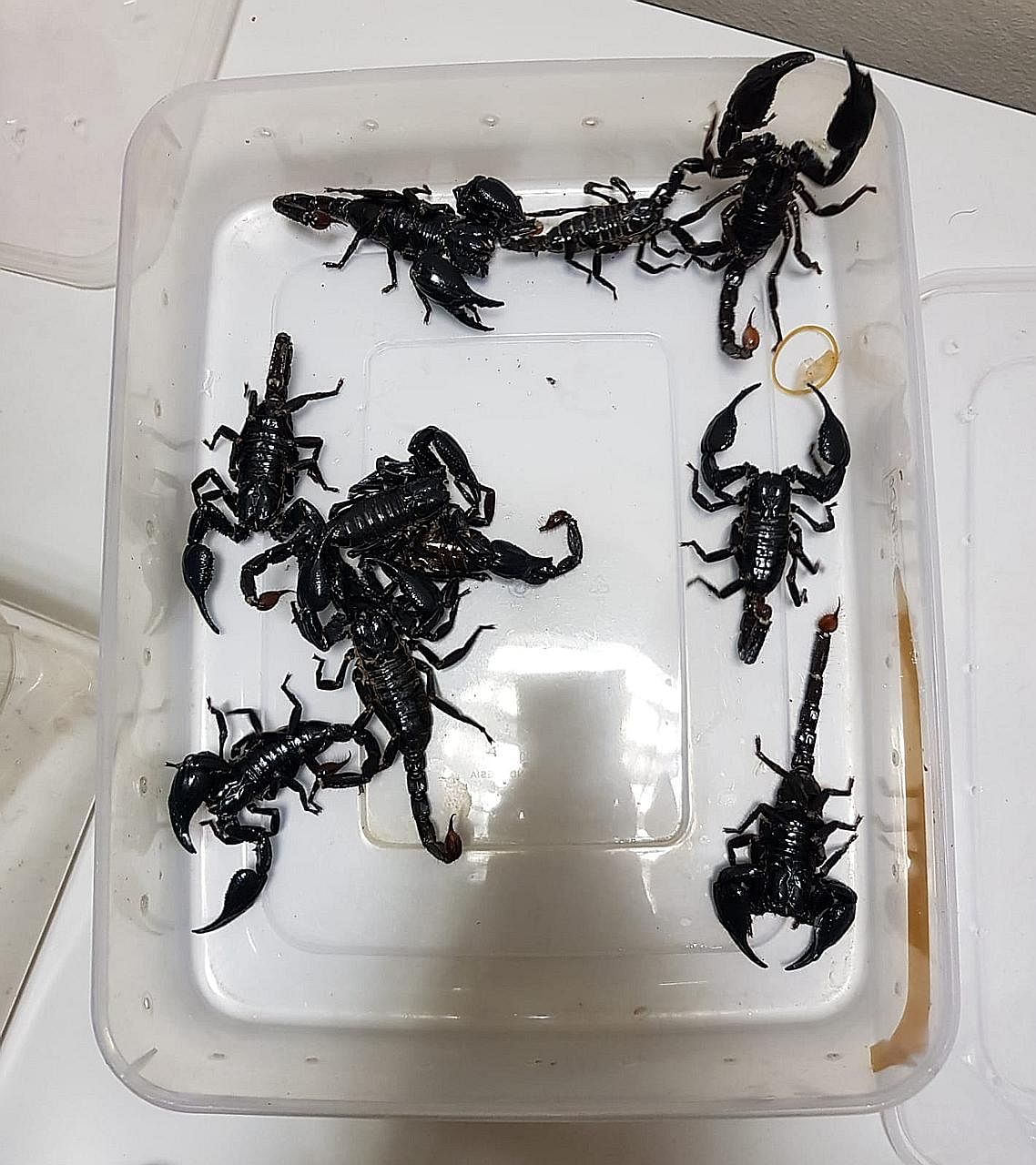 ICA said the scorpions were hidden in a tissue box on the dashboard of a car. Two Singaporean men were in the vehicle.