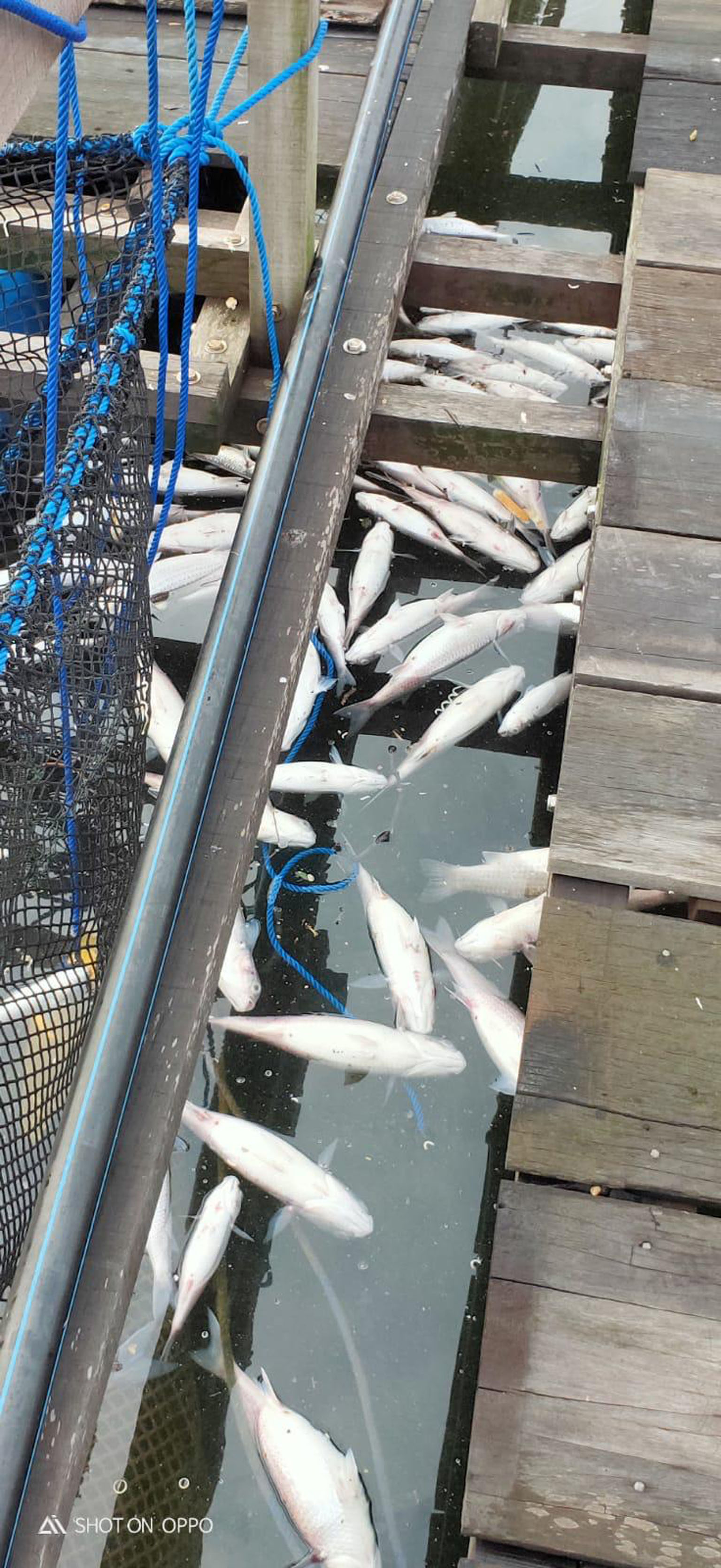 Thousands of fish have turned up dead near Lim Chu Kang jetty and in nearby fish farms in the past few days. About four or five farms are said to have been affected, with each reporting a loss of about one to two tonnes of fish on average - worth $3,