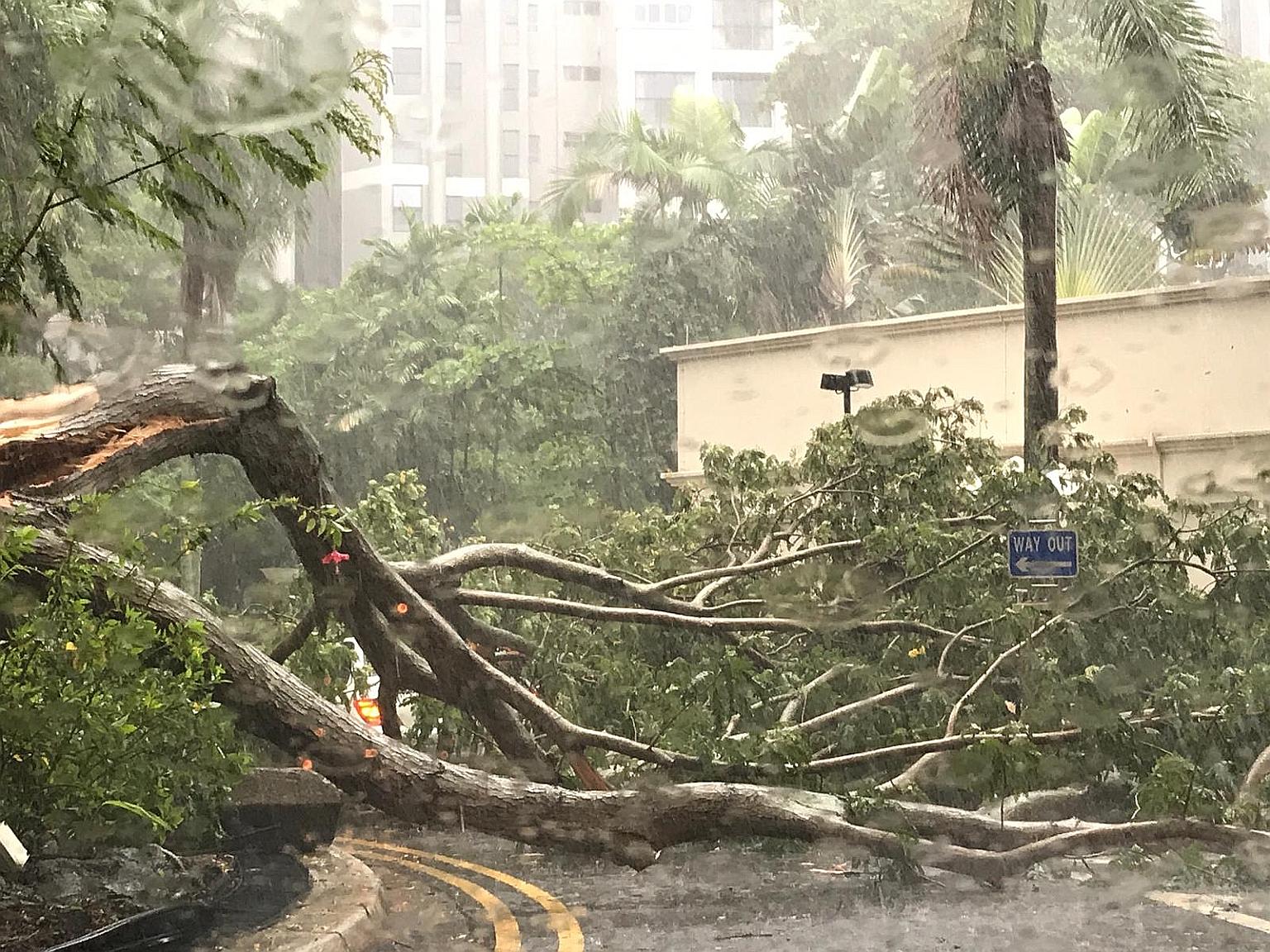 Several trees, such as this one at Bayshore Park condominium, fell yesterday, as a result of heavy rain and strong winds. A fallen tree on the Pan-Island Expressway caused a traffic jam that lasted more than an hour.