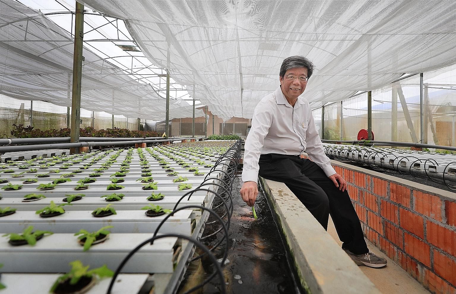 A pig farm in the Punggol area in the early 1980s. Pig farms were phased out in the 1980s due to land scarcity and extensive water pollution from pig waste. Mr Joseph Phua uses an aquaponic system to grow vegetables and rear fish at Orchidville farm 