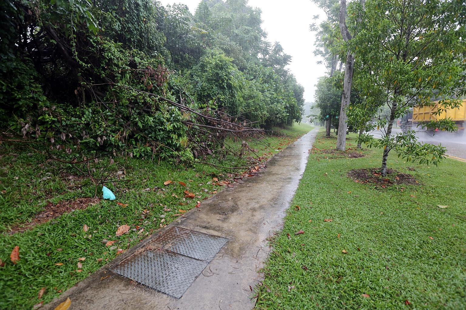 The suspect, Chinnaiah Karthik, allegedly approached the victim in Turf Club Avenue (above) and dragged her into a forested area.