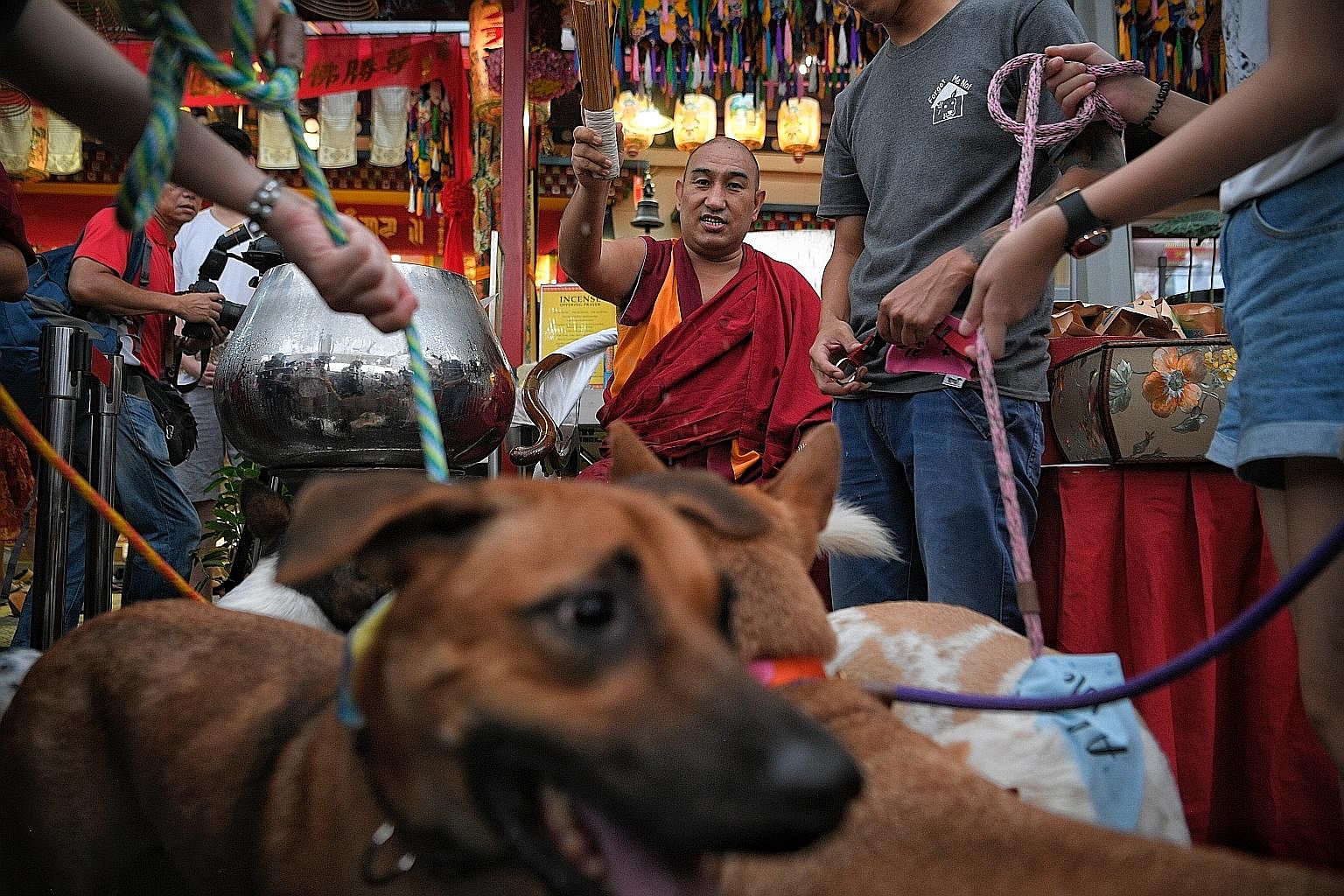 Buddhists traditionally release animals on Vesak Day but, for the first time, Thekchen Choling, a Tibetan Buddhist temple in Beatty Lane in Jalan Besar, decided to mark it by holding an adoption drive for strays, in collaboration with four animal wel
