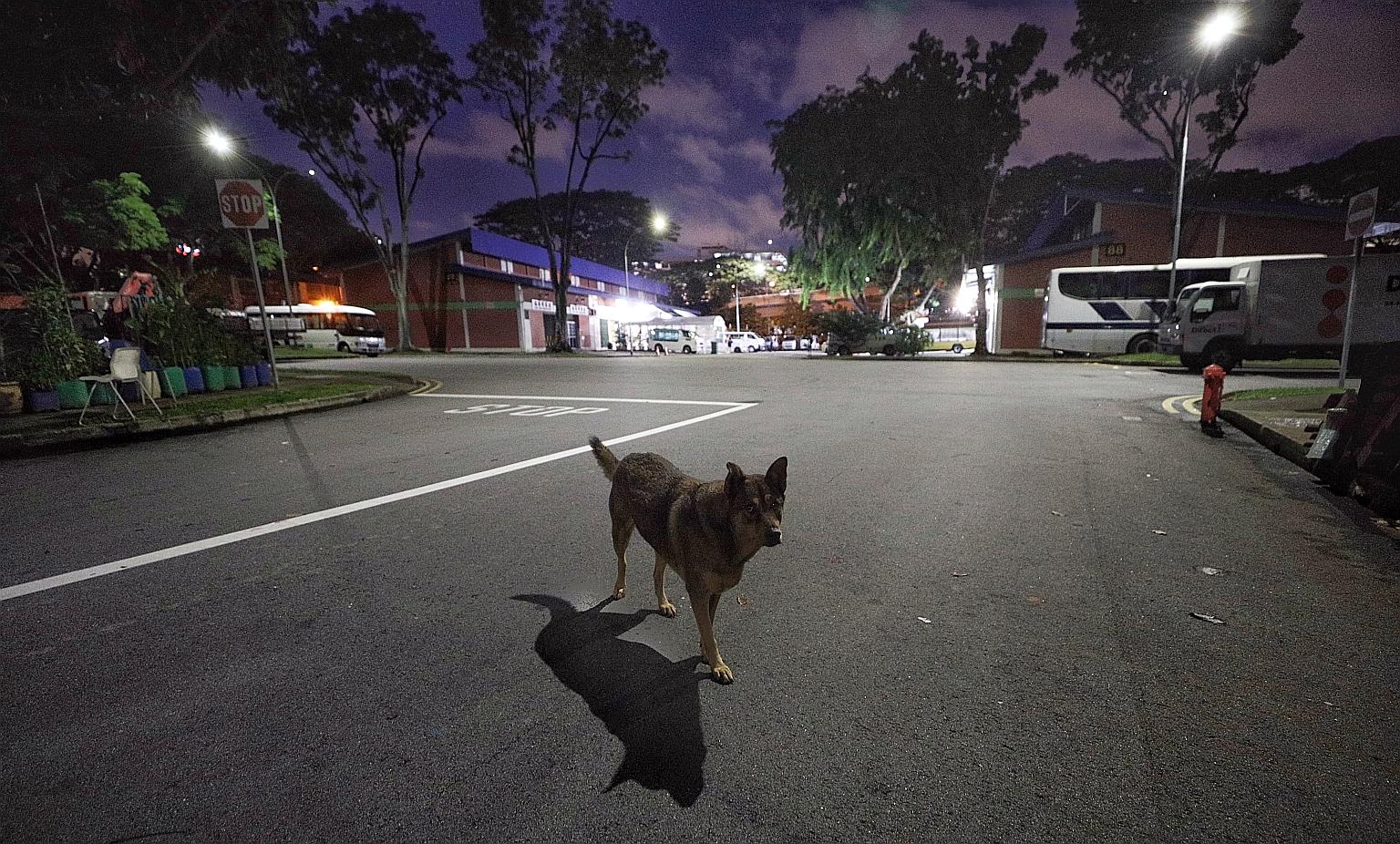 A dog roaming the road at night near some funeral parlours in Geylang Bahru Terrace. An ST reader had complained last month of dogs entering a parlour where his mother's body was being prepared for her funeral.