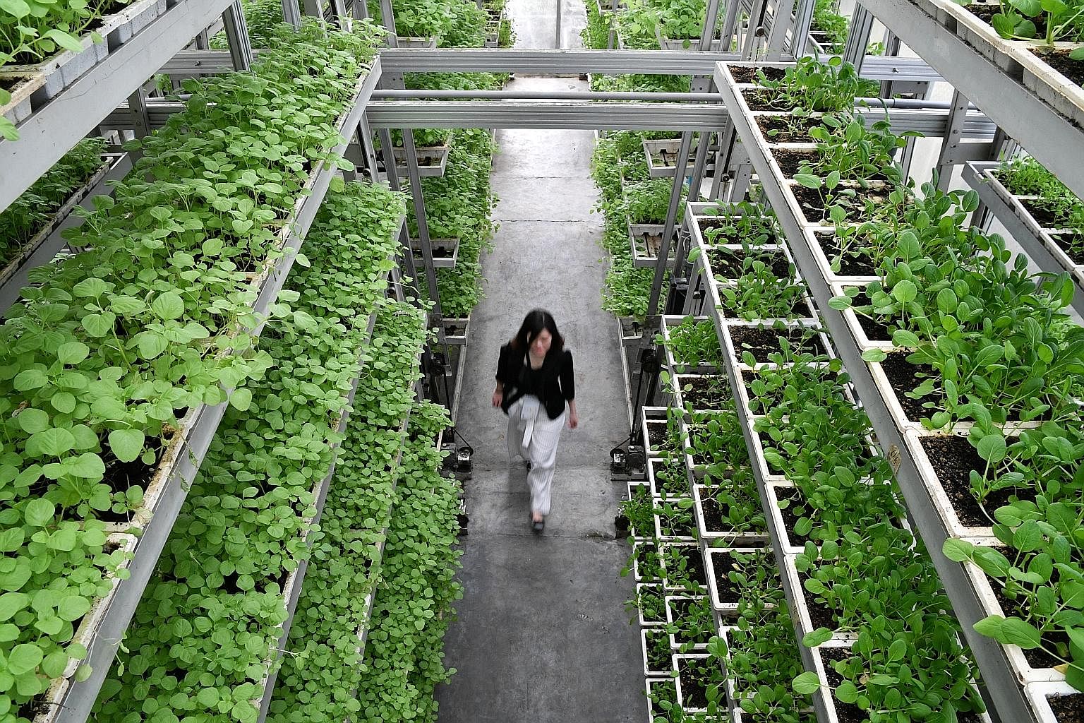 Singapore's agri-food industry received a boost when Sky Greens, an urban farm in Lim Chu Kang, received certification under the world's first national standard for organic vegetables grown in urban environments. The Singapore Standard 632 for organi