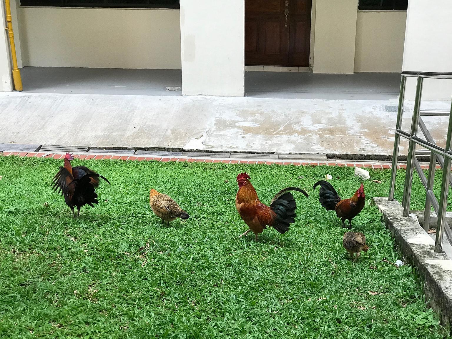 Red junglefowl wandering around Sin Ming Court estate on May 31. Some residents say the birds add colour to the estate, but others complain about the noise they make. 