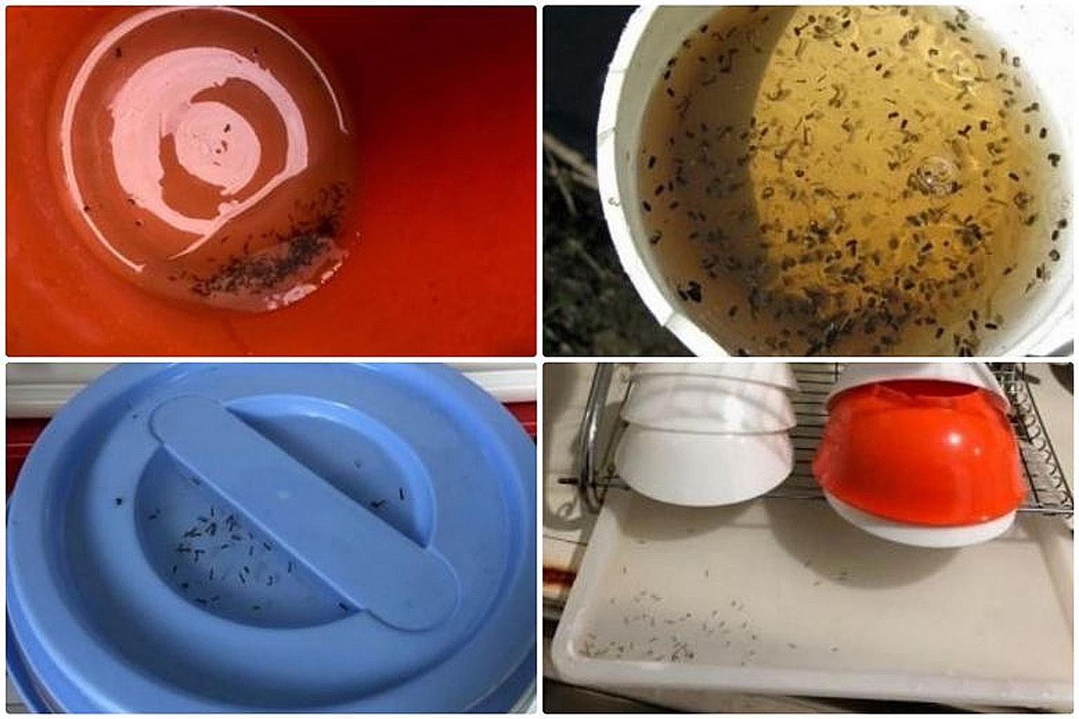 Instances of profuse mosquito breeding found in homes inspected by the National Environment Agency. It found 6,500 cases of breeding habitats during inspections in the first five months of this year.