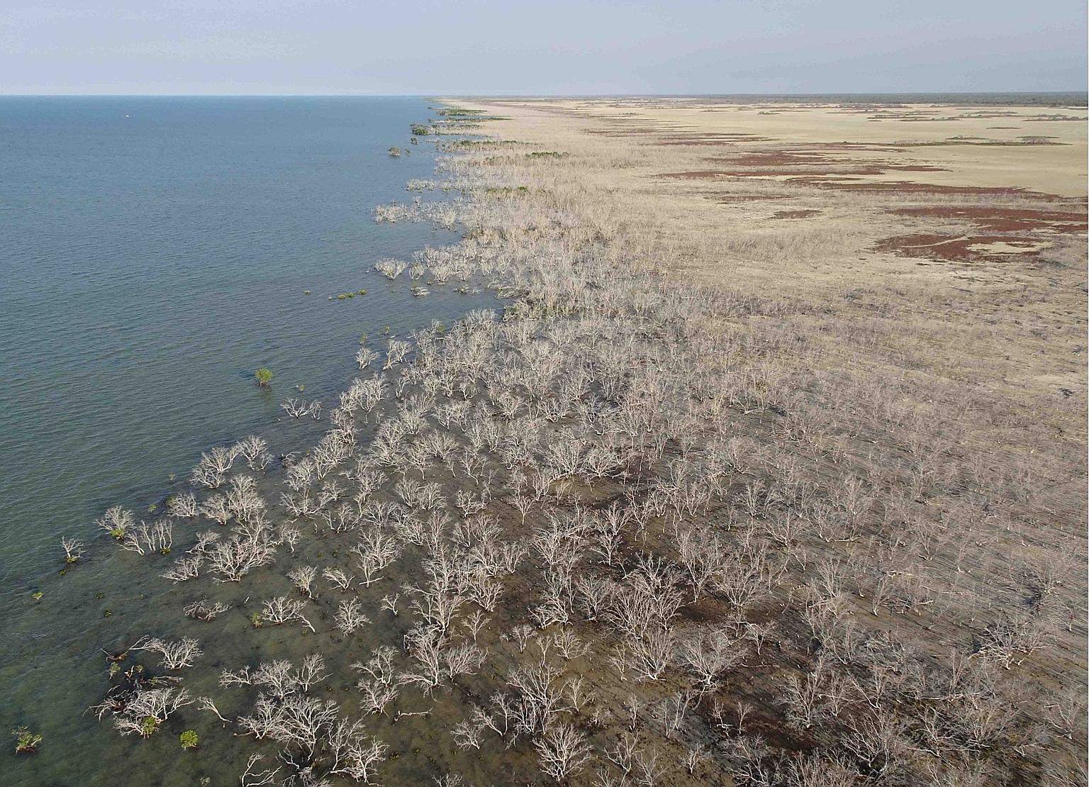 Mangroves dying across a 1,000km length of coast in northern Australia in 2016. Experts believe a combination of extreme temperatures, drought and sea level changes was responsible, and likened the mangrove death to the large-scale bleaching of coral