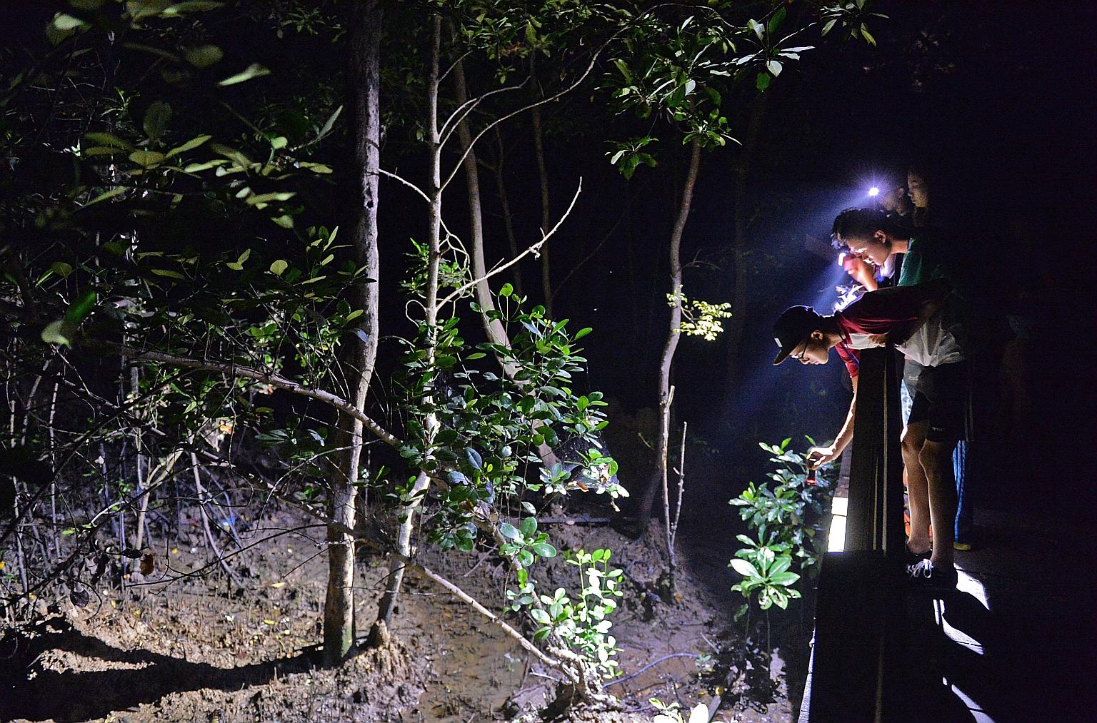 Participants looking for animals living among the mangroves of Pasir Ris Park in 2016. The event was part of the National Parks Board's Community in Nature Biodiversity Survey@Parks series.