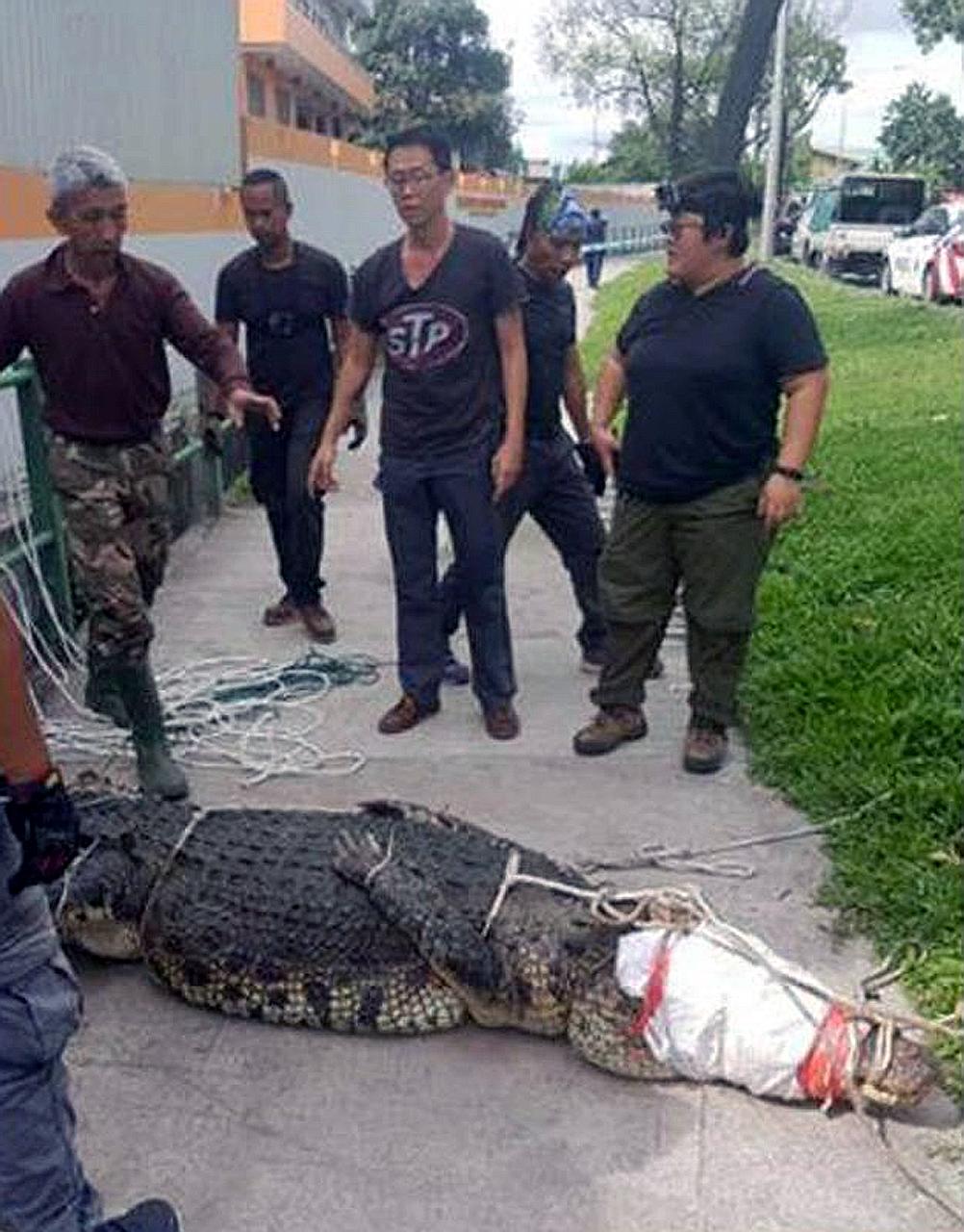 Photos of the crocodile - which was spotted in Sungei Kadut - tied up and lying on the pavement were circulated online. It is believed to have entered the Sungei Pang Sua drainage area.