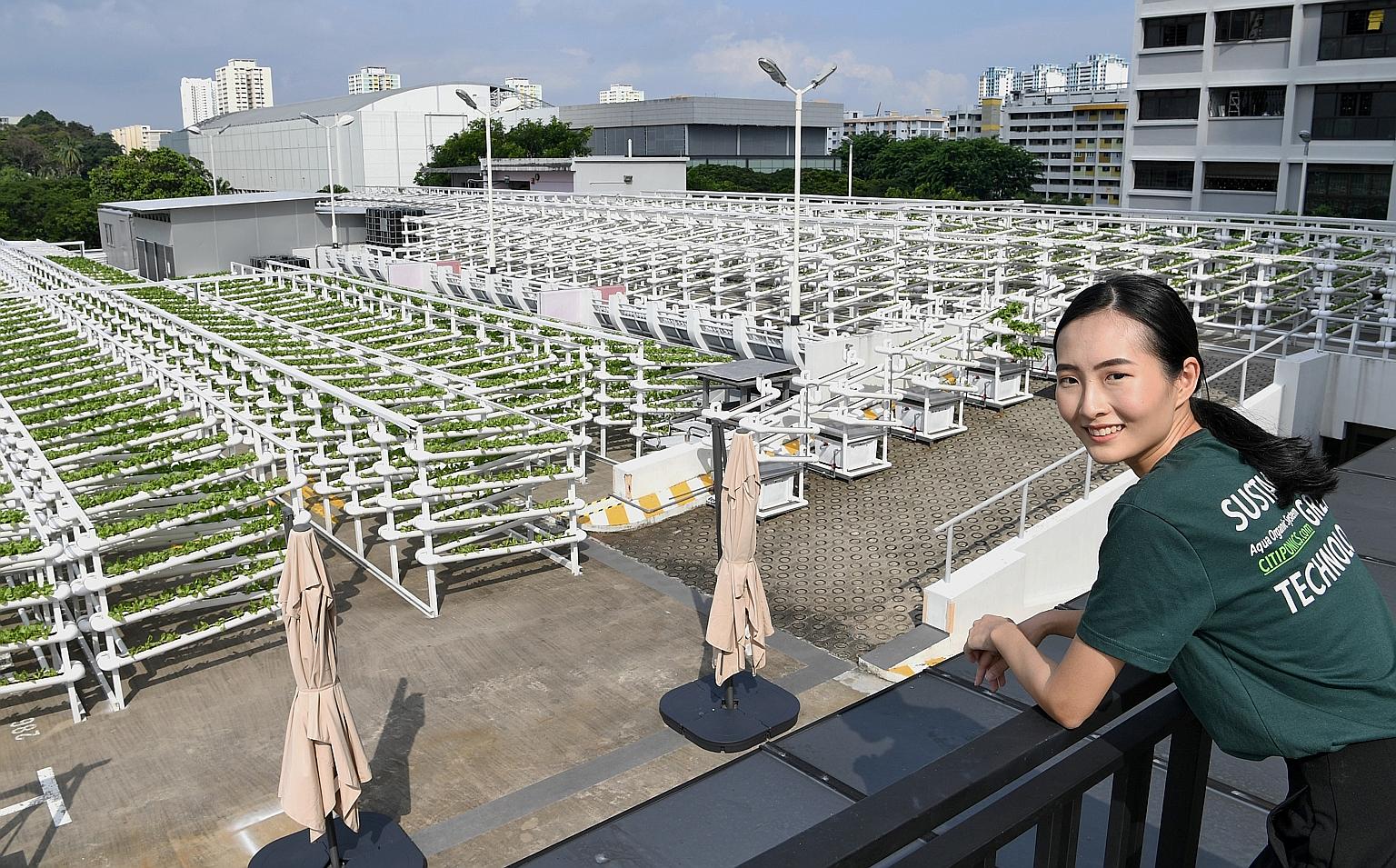 Citiponics co-founder Danielle Chan at the company's farm on the rooftop of an HDB multistorey carpark in Ang Mo Kio Avenue 6. The farm uses a system of fired clay pebble-filled tubings to grow leafy Georgina lettuce without the use of soil. It produ