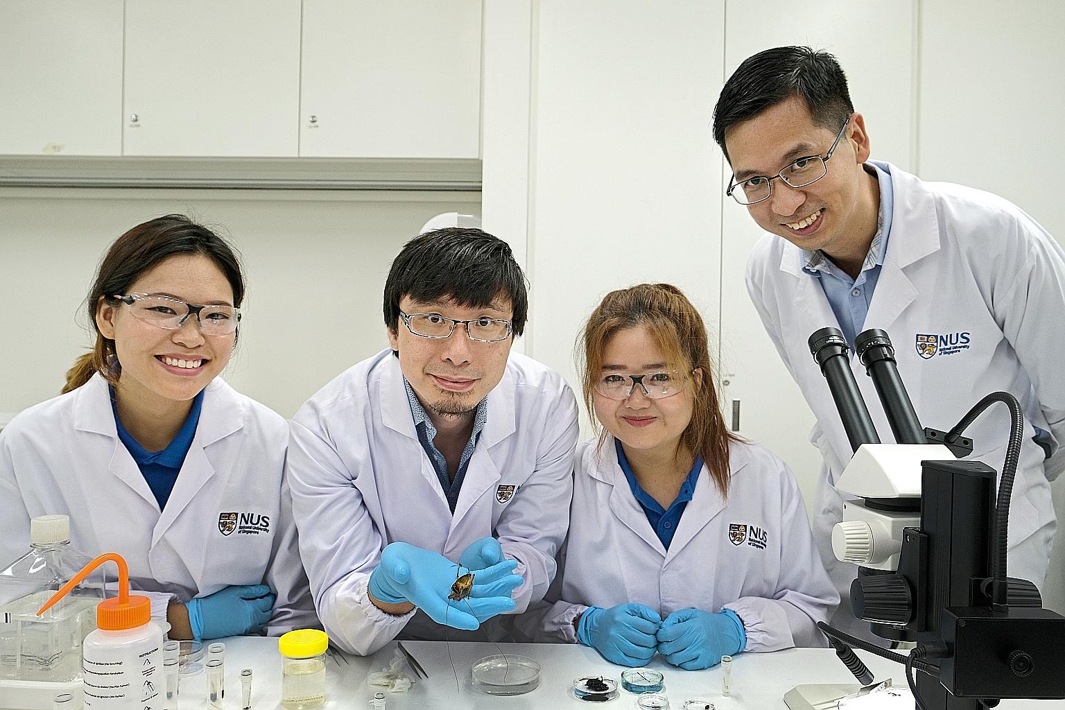 Members of the Mandai Insect Survey (from left): Ms Nikki Chin, Dr Ang Yuchen, Ms Joycelyn Tan and Dr Hwang Wei Song. Dr Ang is holding a katydid, a relative of the grasshopper. PHOTO: LIANHE ZAOBAO