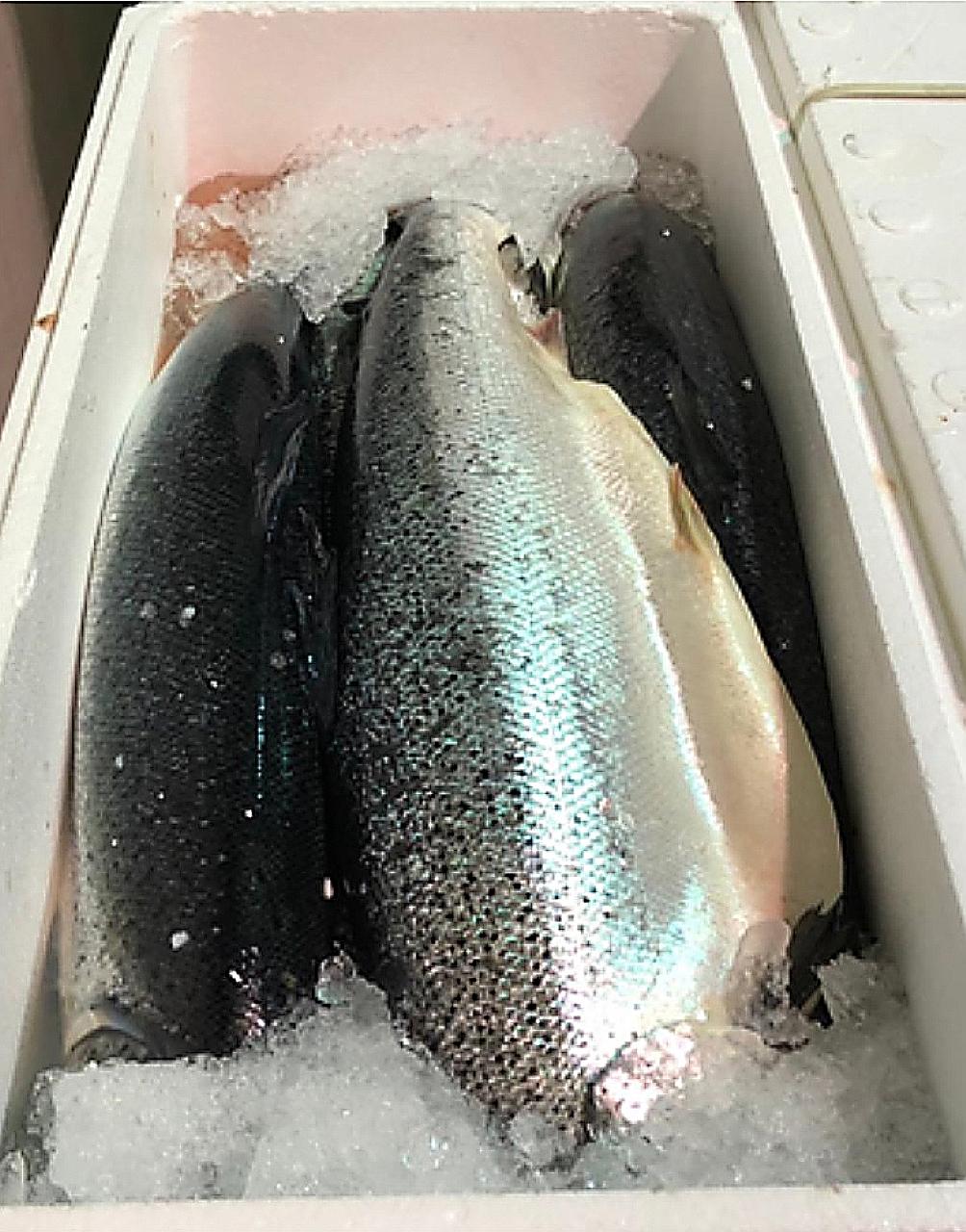 The Singapore Food Agency issued a recall to importer Yu Fish on Wednesday, after it found bacteria in a sample of Norwegian salmon. The Norwegian Seafood Council says it was informed by the Singapore importer that the small strain of bacteria that w