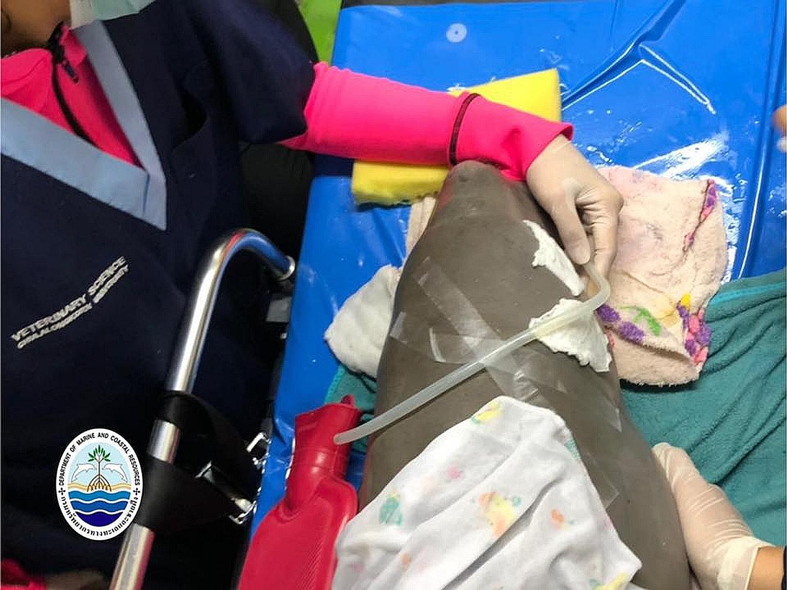 A dugong, named Jamil, had gas building up in his stomach and intestines after his digestive system failed. Despite a team of five veterinarians racing to keep the 27kg orphaned calf alive, he went into shock and died after an operation to remove sea