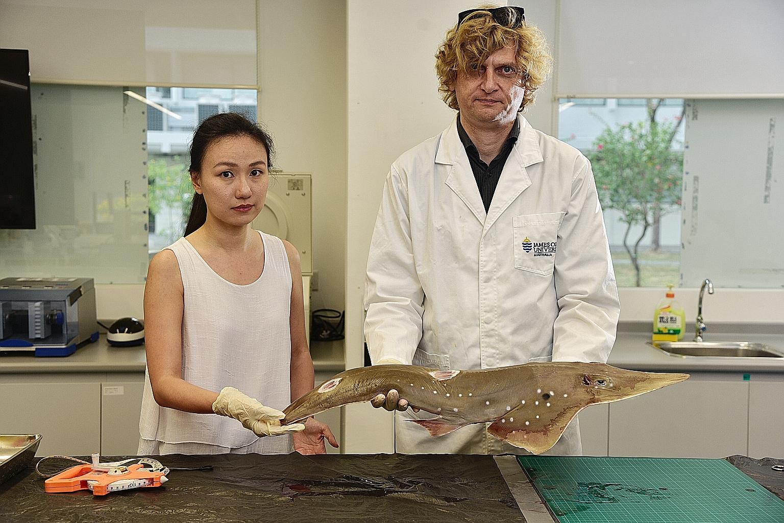 Ms Sue Ye of Marine Stewards and Dr Neil Hutchinson from the local campus of James Cook University with a shovelnose ray. The marine creature and 17 other species were added to Appendix II of the Convention on International Trade in Endangered Specie