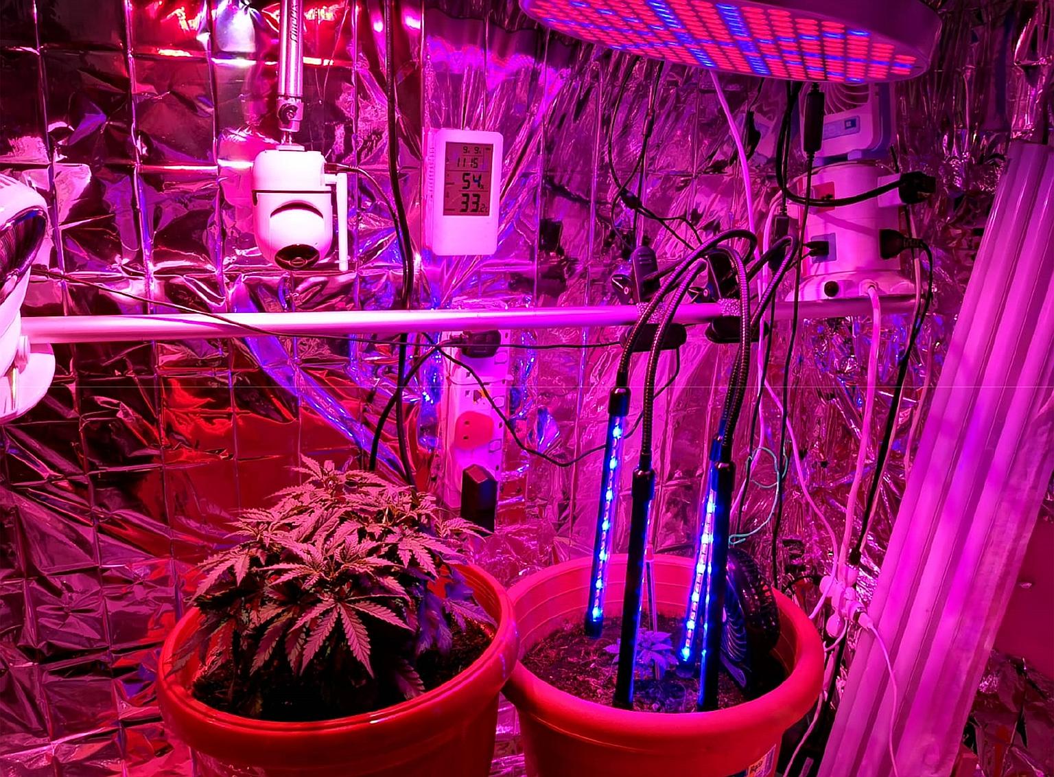 Central Narcotics Bureau officers arrested on Monday a 44-year-old man and a 52-year-old woman suspected of cultivating cannabis plants in a makeshift greenhouse in a residential unit in Yishun Street 31.