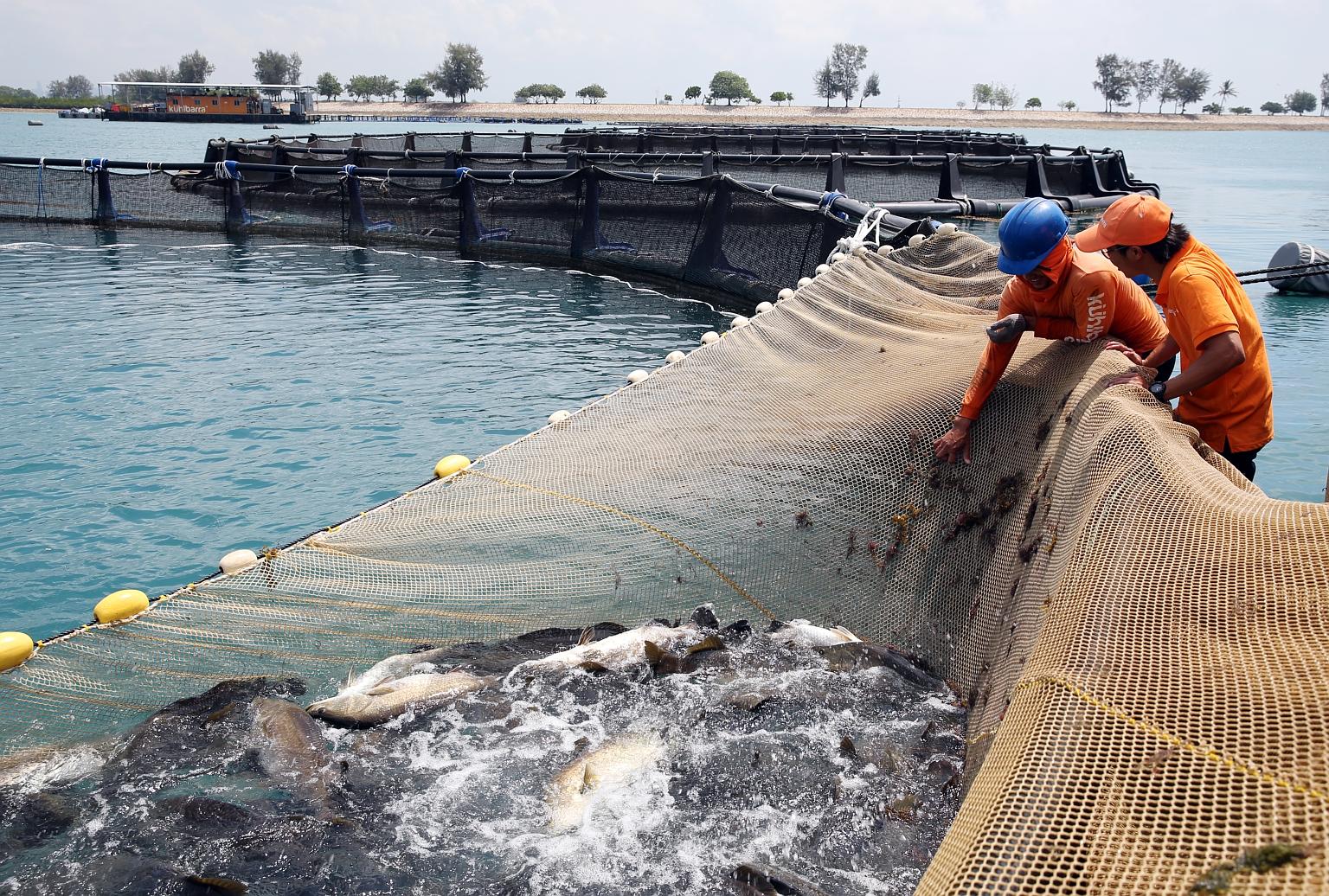 The 123 fish farms in Singapore produced about 4,600 tonnes of fish last year, accounting for about 9 per cent of local fish consumption. With ocean warming affecting fish stocks globally, aquaculture has become a necessity. ST FILE PHOTO: