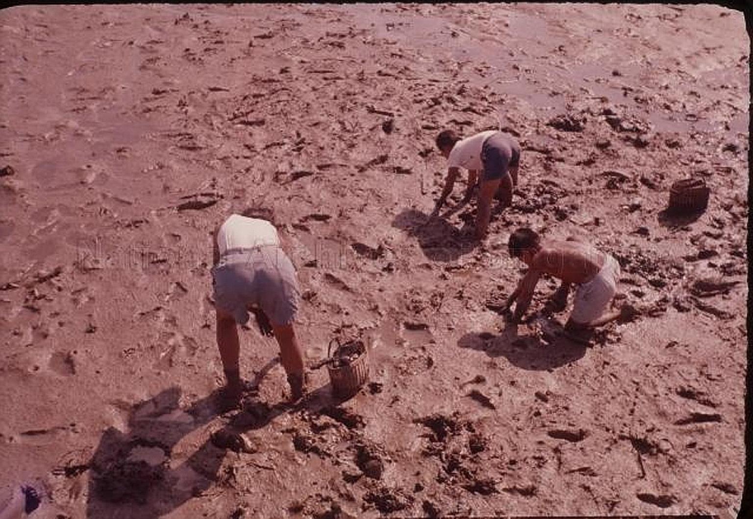 Men digging for shellfish, including cockles, at Sungei Punggol during the 1950s. Shellfish was a key ingredient for laksa and the slaked lime paste used in betel quids.