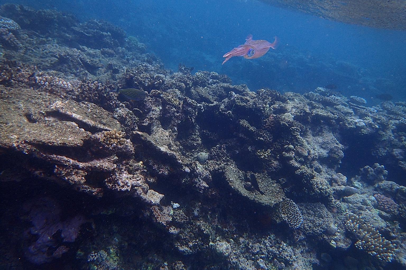 A squid swimming over mostly dead plate coral on one of the reefs off Port Douglas in Queensland, Australia. Marine ecosystems are under severe threat from ocean warming.
