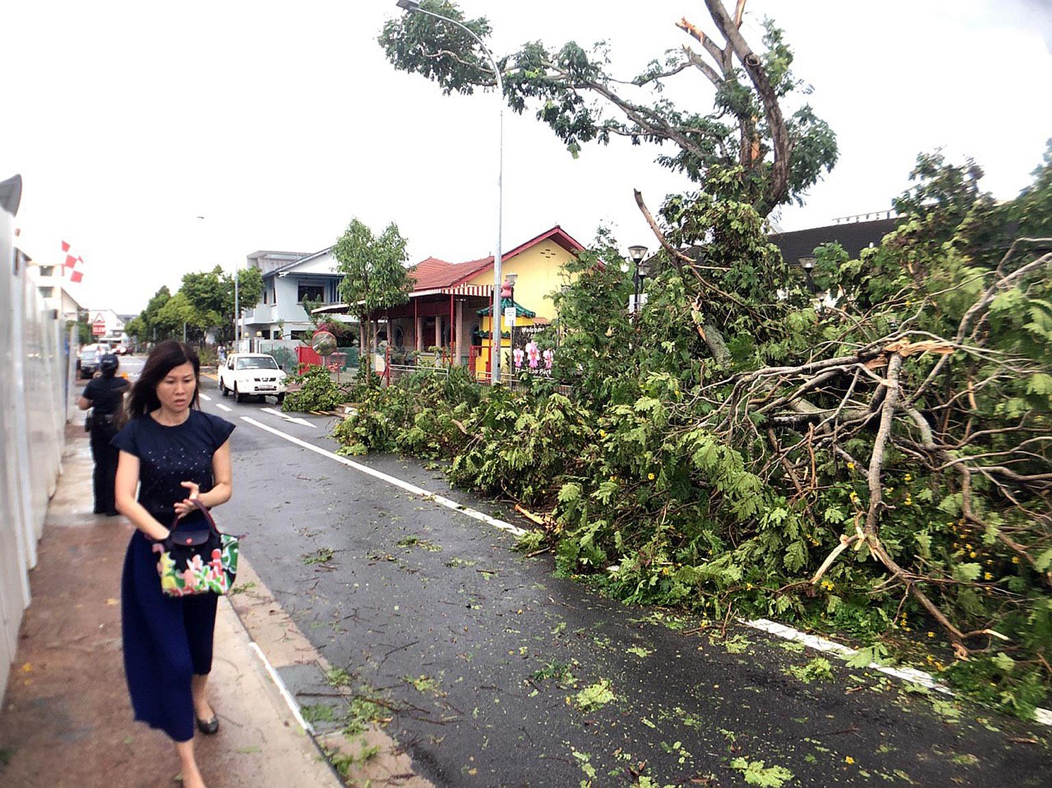 Thundery showers took down this tree at Thomson Park in Jalan Keli off Upper Thomson Road yesterday afternoon, obstructing part of the road. Showers are expected over Singapore in the next few days, the weatherman said yesterday, bringing some respit