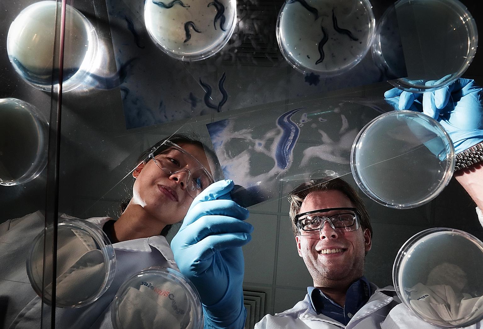 Yale-NUS College's Assistant Professor Jan Gruber and research fellow Emelyne Teo with a magnified image of the tiny worm called Caenorhabditis elegans. The researchers worked with the worms, which share many similarities with humans at the molecular