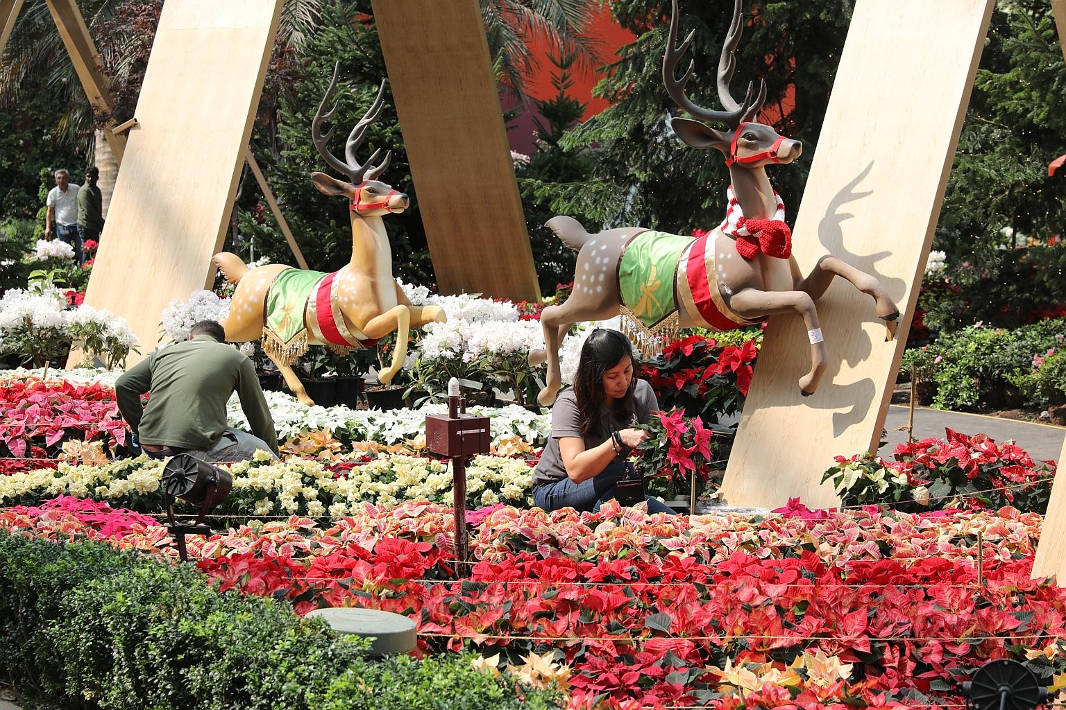 Gardens by the Bay staff putting the finishing touches to Poinsettia Wishes, which runs from today until Jan 5 next year at the Flower Dome. The special Christmas display showcases 30 varieties of poinsettias - the widest range exhibited at the Flowe