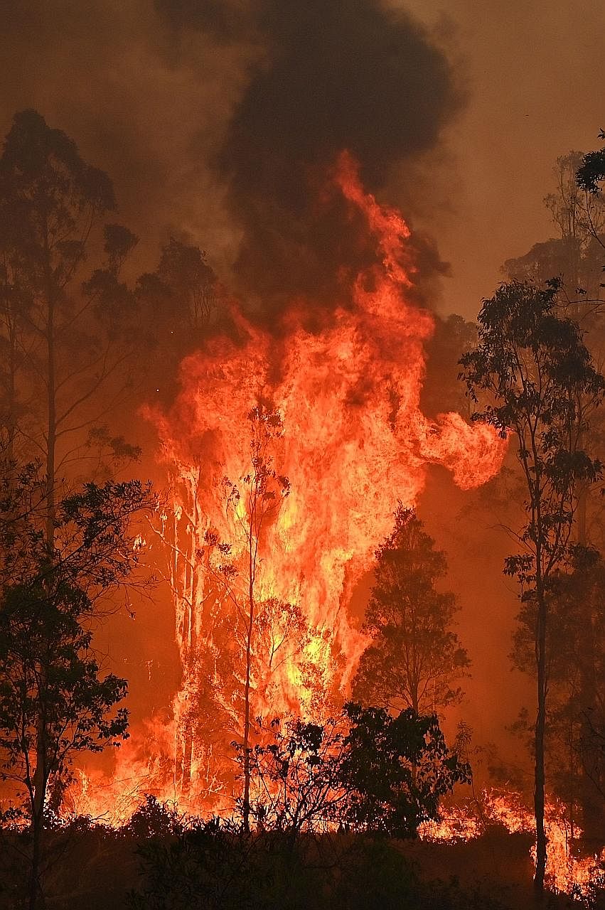 A fire raging yesterday in Bobin, a town 350km north of Sydney. As many as 81 fires - 36 of them uncontained - were burning across the state of New South Wales yesterday afternoon.