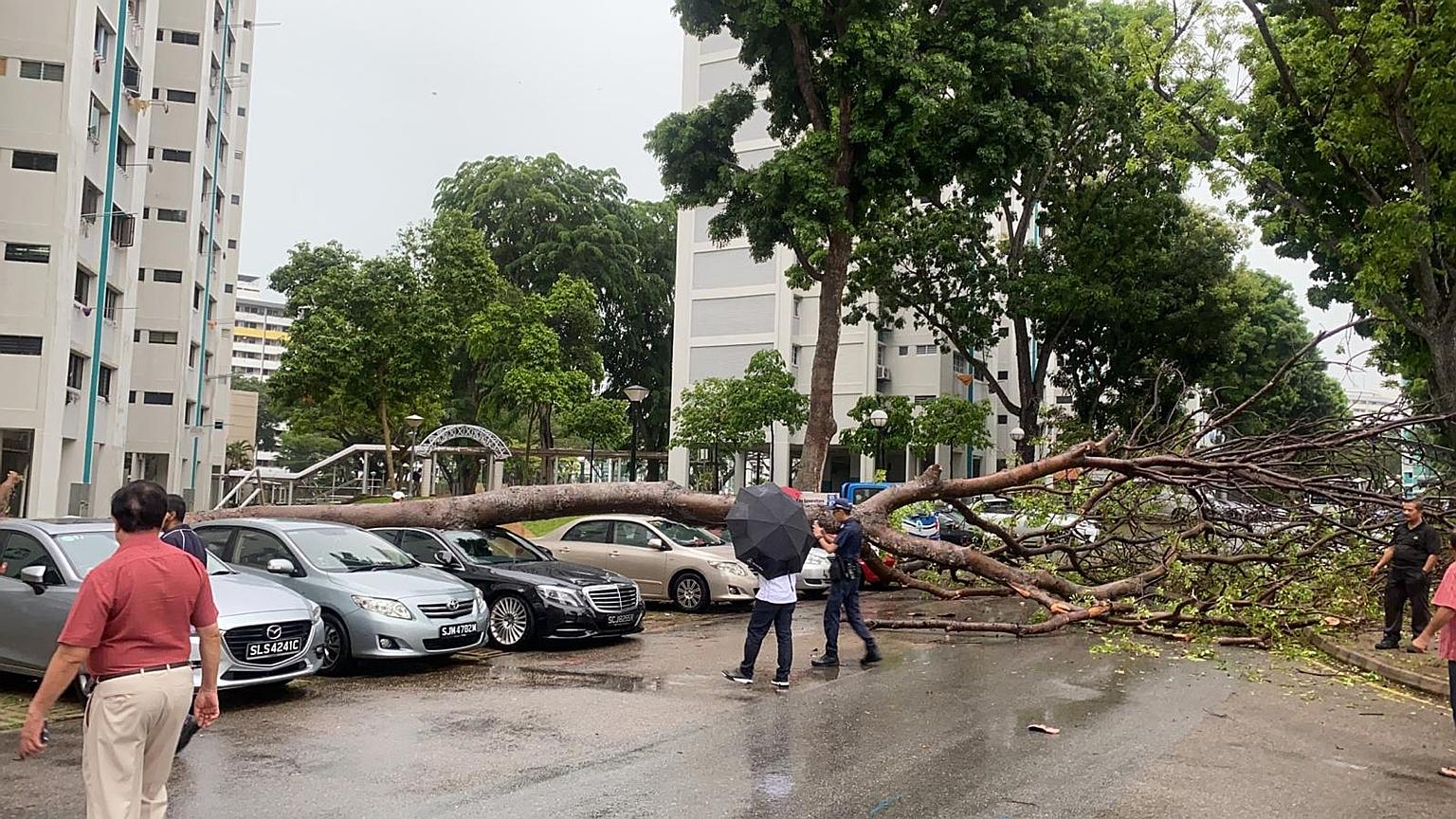 Heavy rain and strong winds hit parts of Singapore yesterday, stalling traffic and causing a tree to fall on a parked car. The incident in a Bedok North housing estate drew a crowd with their camera phones, said supermarket manager Joel Mabeo, 35, pa
