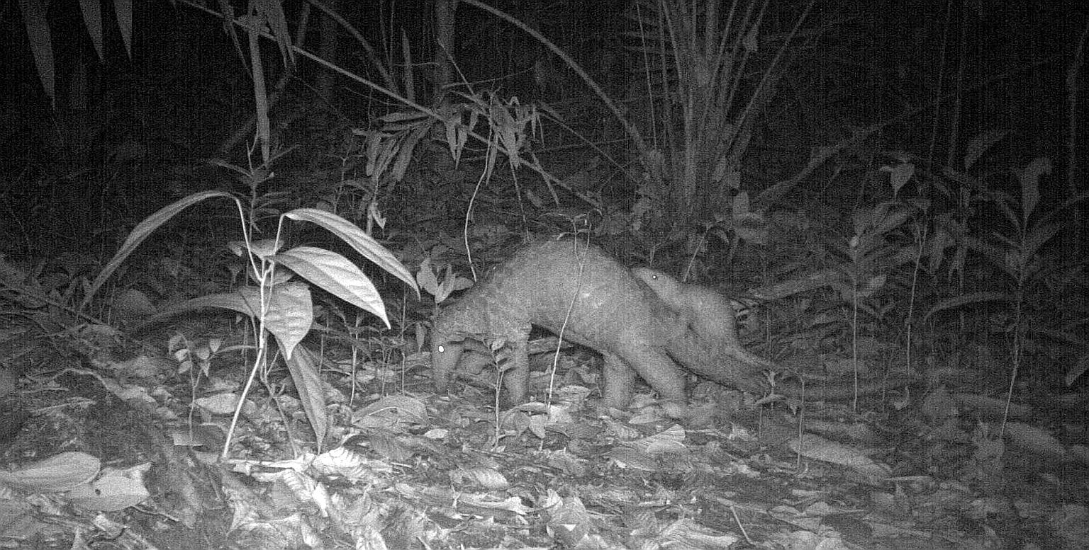 A Sunda pangolin mother and juvenile spotted near Sime Trail in October 2017 after drilling works nearby were completed.