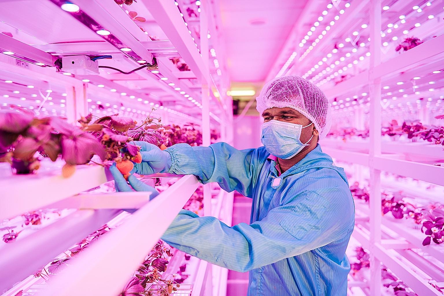 Sustenir Agriculture became known here for growing non-native temperate crops such as kale, arugula and strawberries (above).
