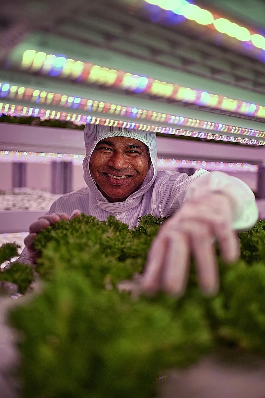 Mr Veera Sekaran, founder and director of VertiVegies, hopes to take his "green intelligence" - leveraging technology to gather information about plants - outside his farm and to the rest of Singapore.