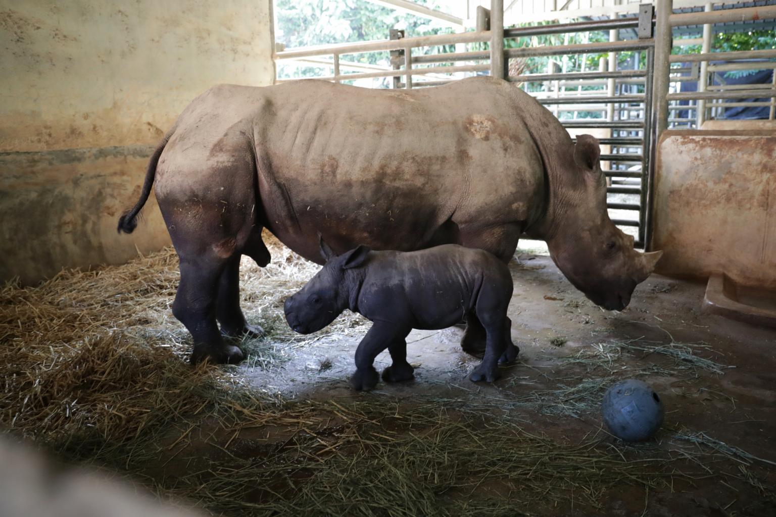 Singapore Zoo welcomes baby female white rhino | The Straits Times