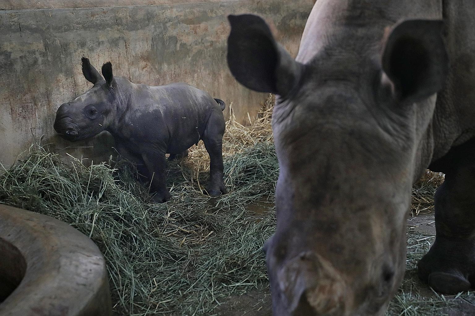 The yet-to-be-named Southern white rhino calf staying close to mum Donsa at the Singapore Zoo. The female calf is the 24th such rhino to be born in the zoo. 