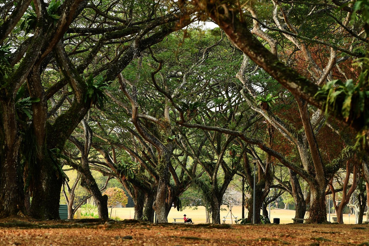 This sight of the Eco Lake at Singapore Botanic Gardens this month cheered photographer Joyce Fang, following a photo of the lake published by The Straits Times in August showing parched grass and low water levels. This view of Housing Board flats in