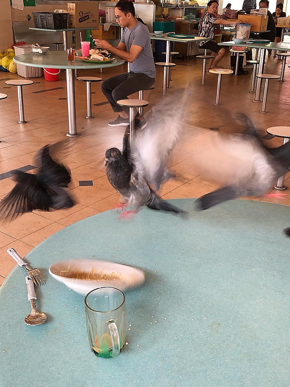 Pigeons homing in on leftovers at Seah Im Food Centre yesterday. ST PHOTO: DESMOND WEE